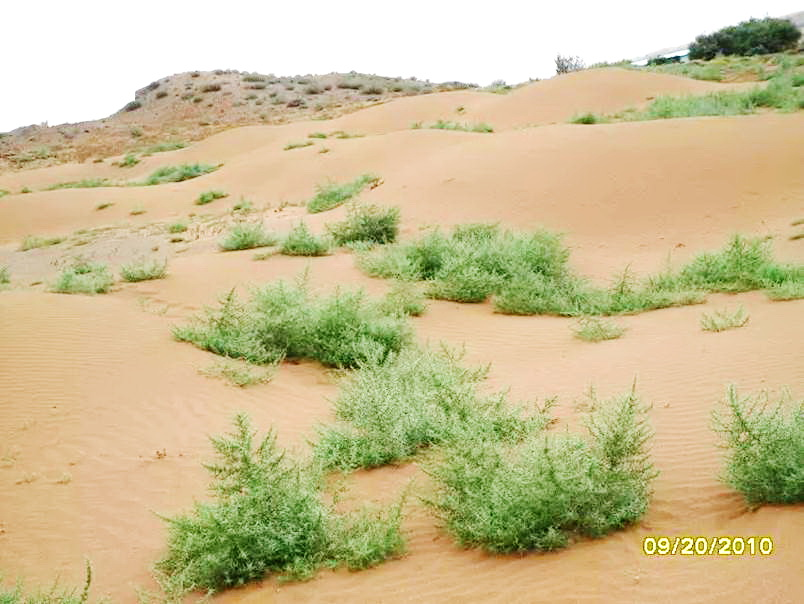沙蓬特異葉片結構與表皮毛水分調(diào)控作用研究獲進展